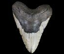Huge, Megalodon Tooth - North Carolina #66100-2